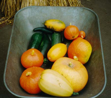 00-07 Garten Kuerbis