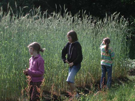 02-05-30gartenziegeln32